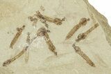 Crane Fly (Tipulidae) Mortality Plate - Green River Formation #360058-1